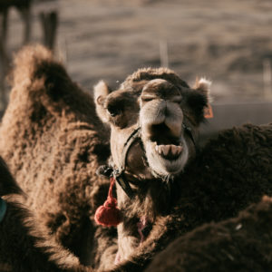 balade dromadaire desert agafay marrakech maroc 4