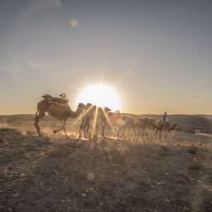 balade dromadaire desert agafay marrakech maroc 6