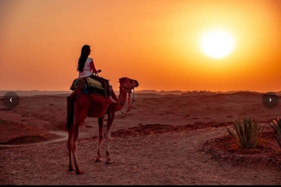 Kamelritt bei Sonnenuntergang in der Agafay-Wüste Dromedare bei Sonnenuntergang